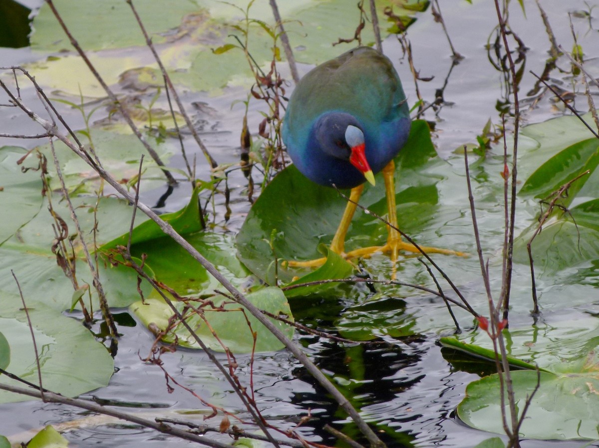 Purple Gallinule - ML408887241