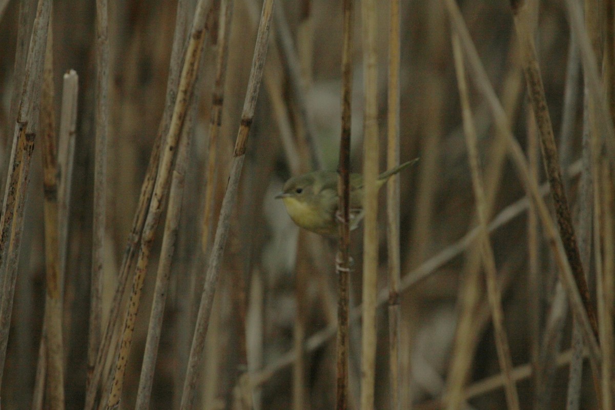Common Yellowthroat - Samuel Denault
