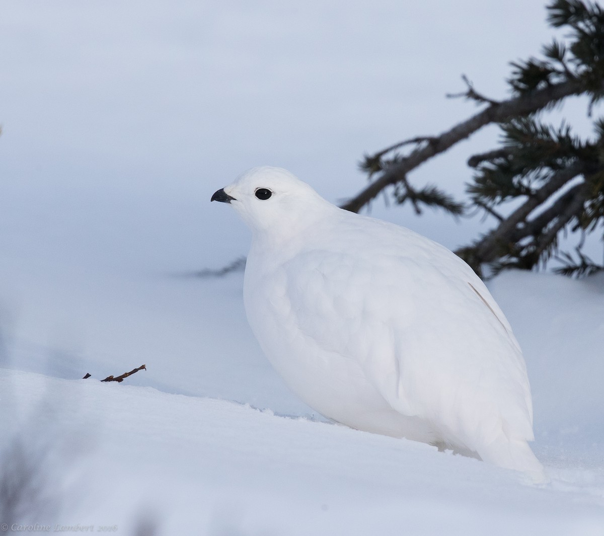 White-tailed Ptarmigan - ML40888991