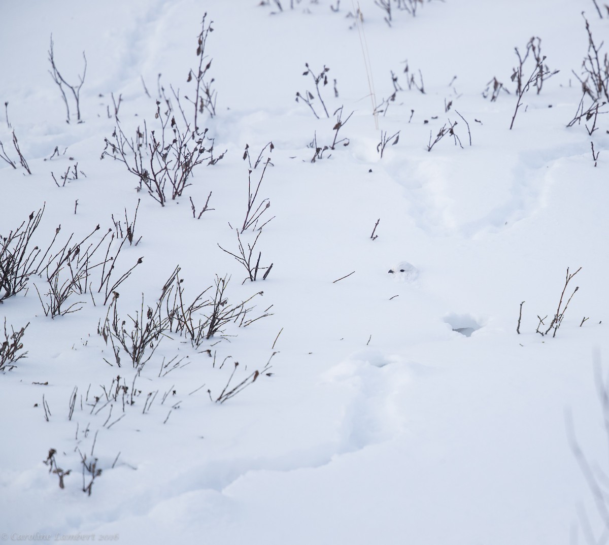 White-tailed Ptarmigan - Caroline Lambert