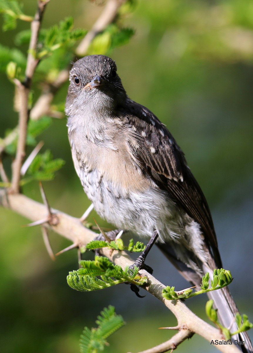 Abyssinian Slaty-Flycatcher - ML408891771