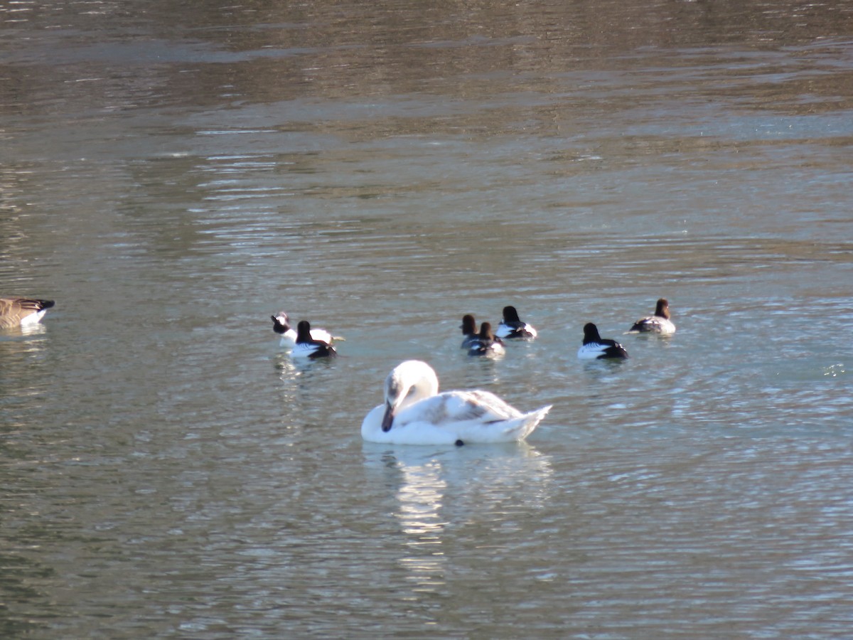 waterfowl sp. - ML408893071