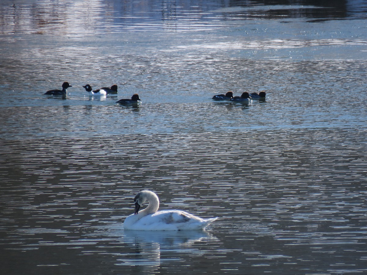 waterfowl sp. - ML408893091