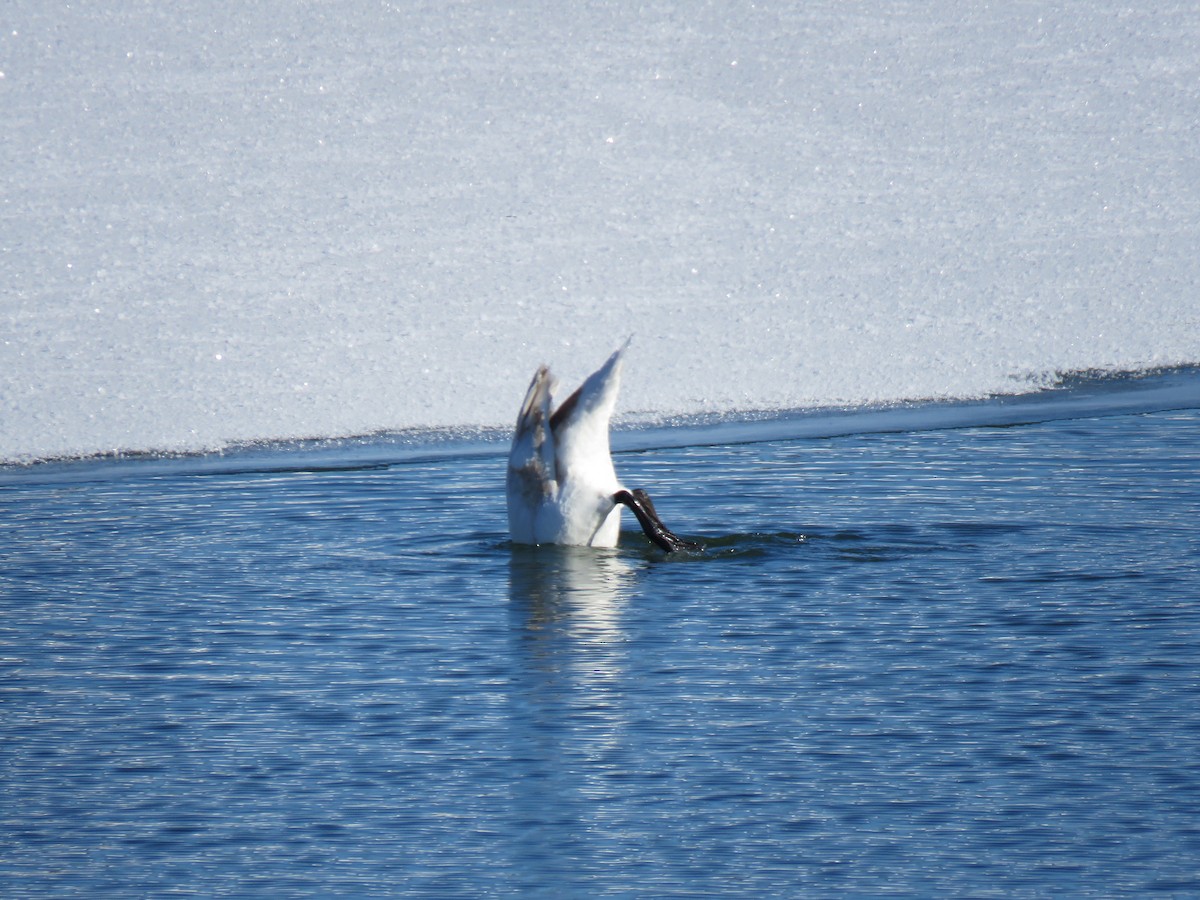 waterfowl sp. - ML408893101