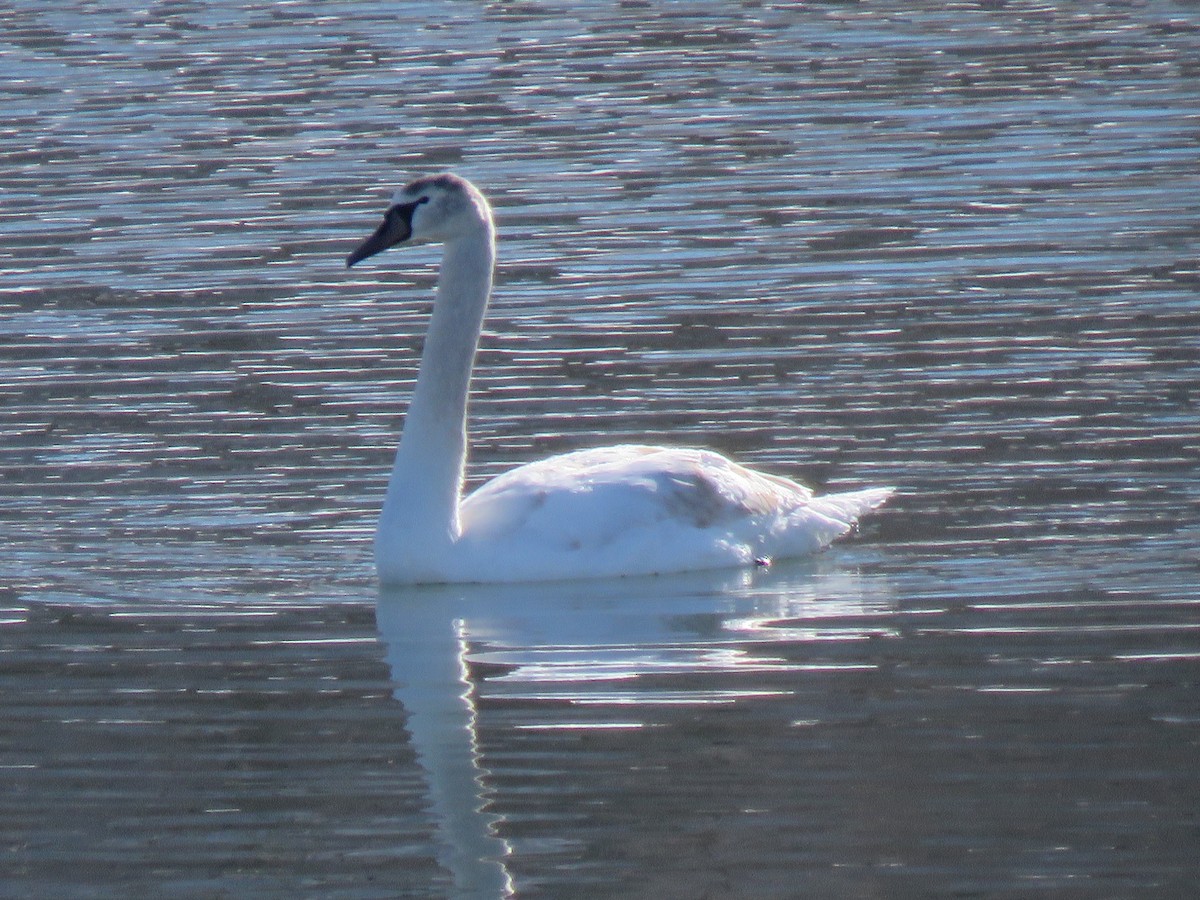 waterfowl sp. - ML408893141