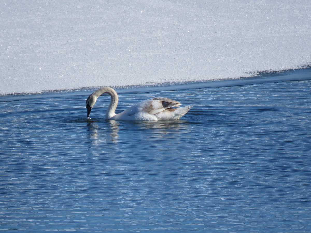 waterfowl sp. - ML408893151