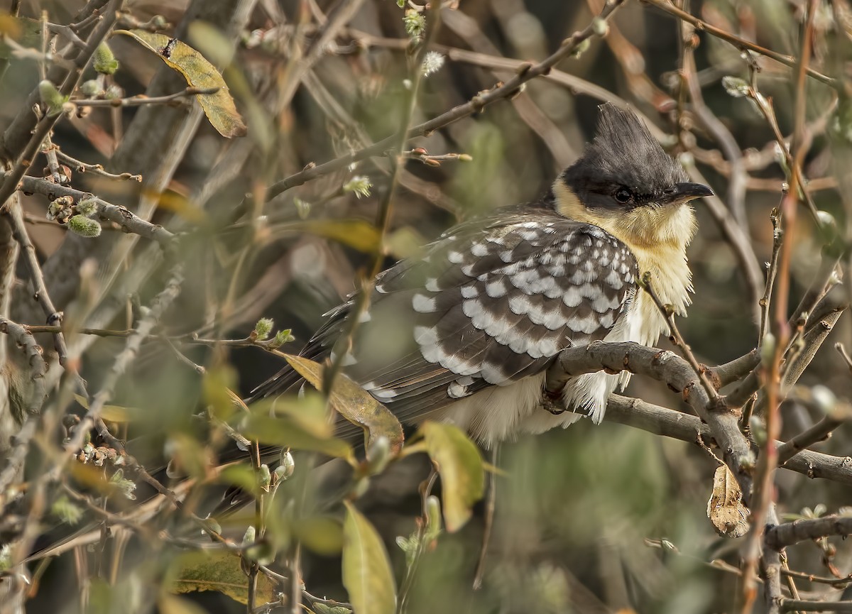 Great Spotted Cuckoo - ML408894181