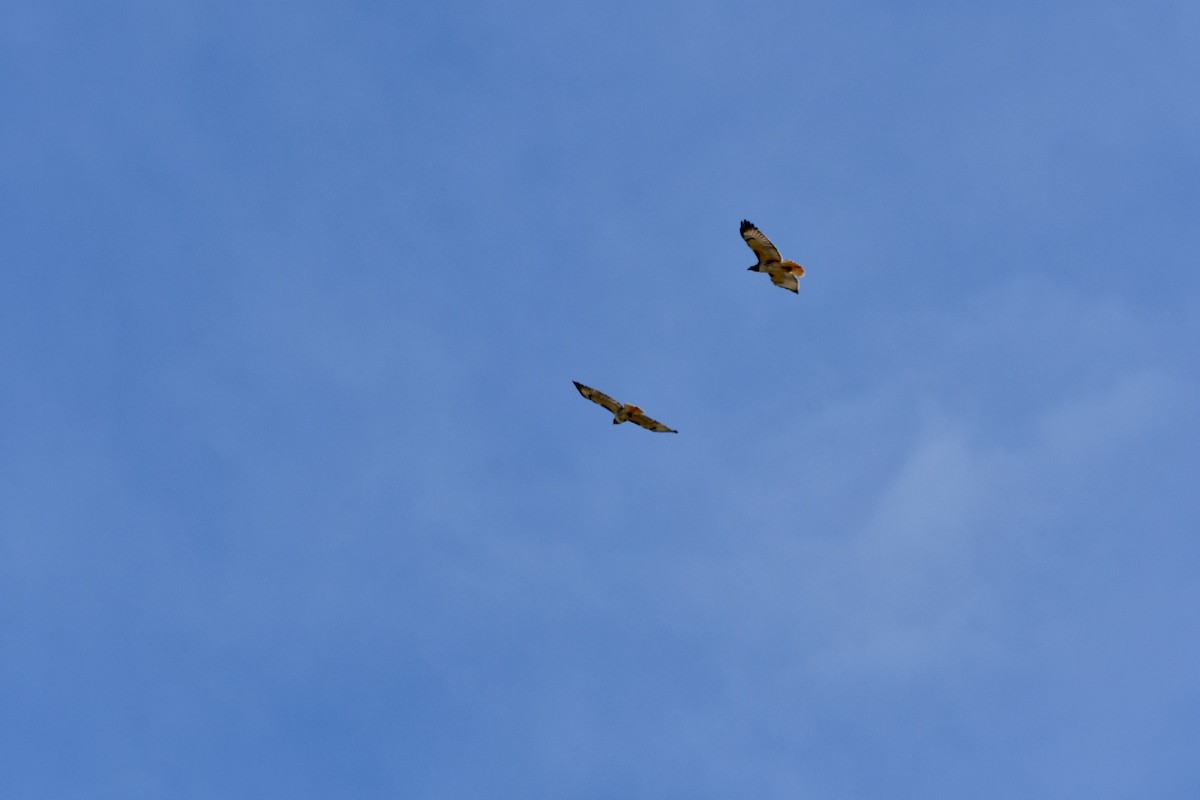 Red-tailed Hawk - ML408894681