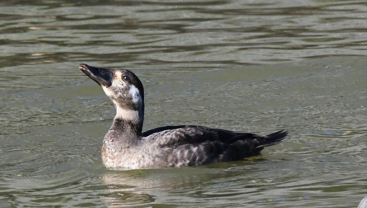 Surf Scoter - ML408894881
