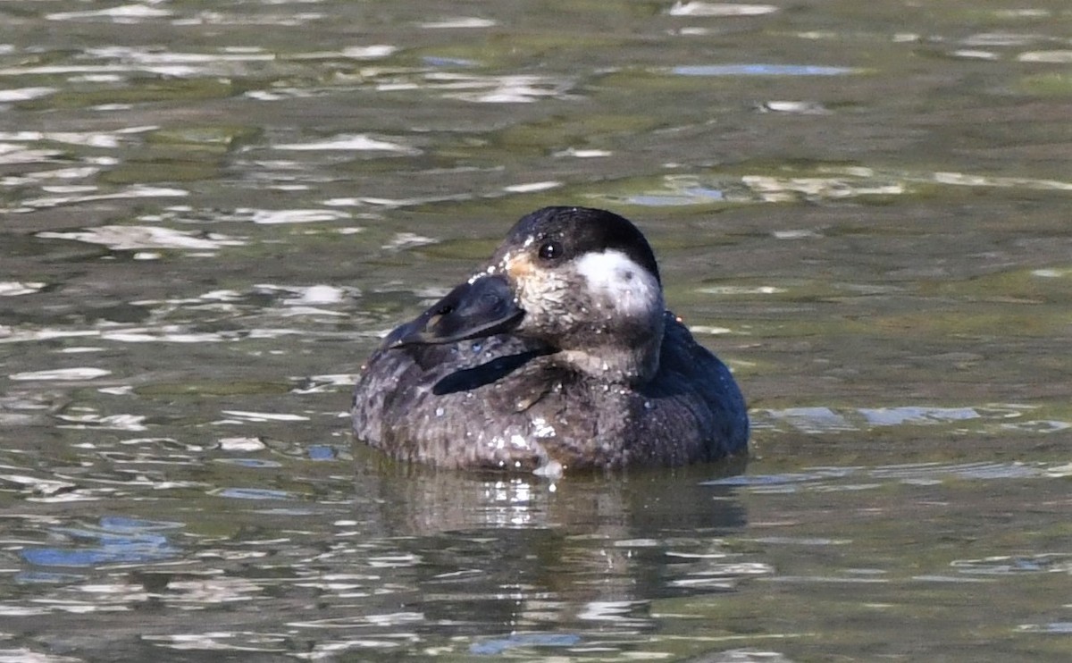 Surf Scoter - ML408894891