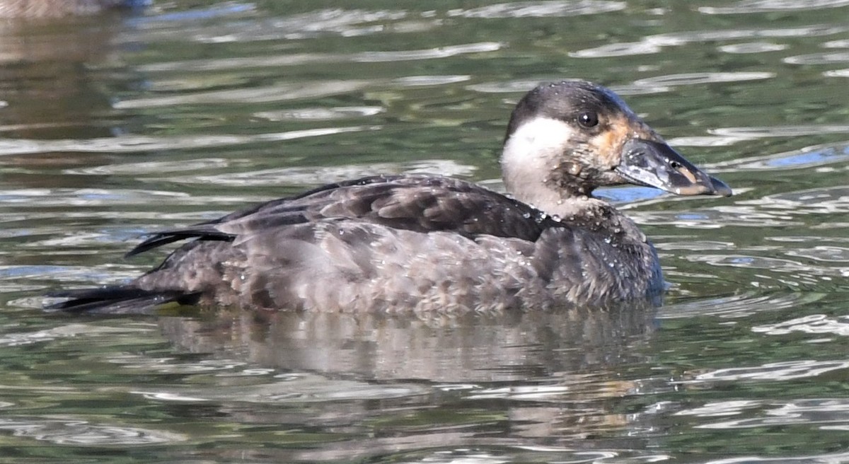 Surf Scoter - ML408894901