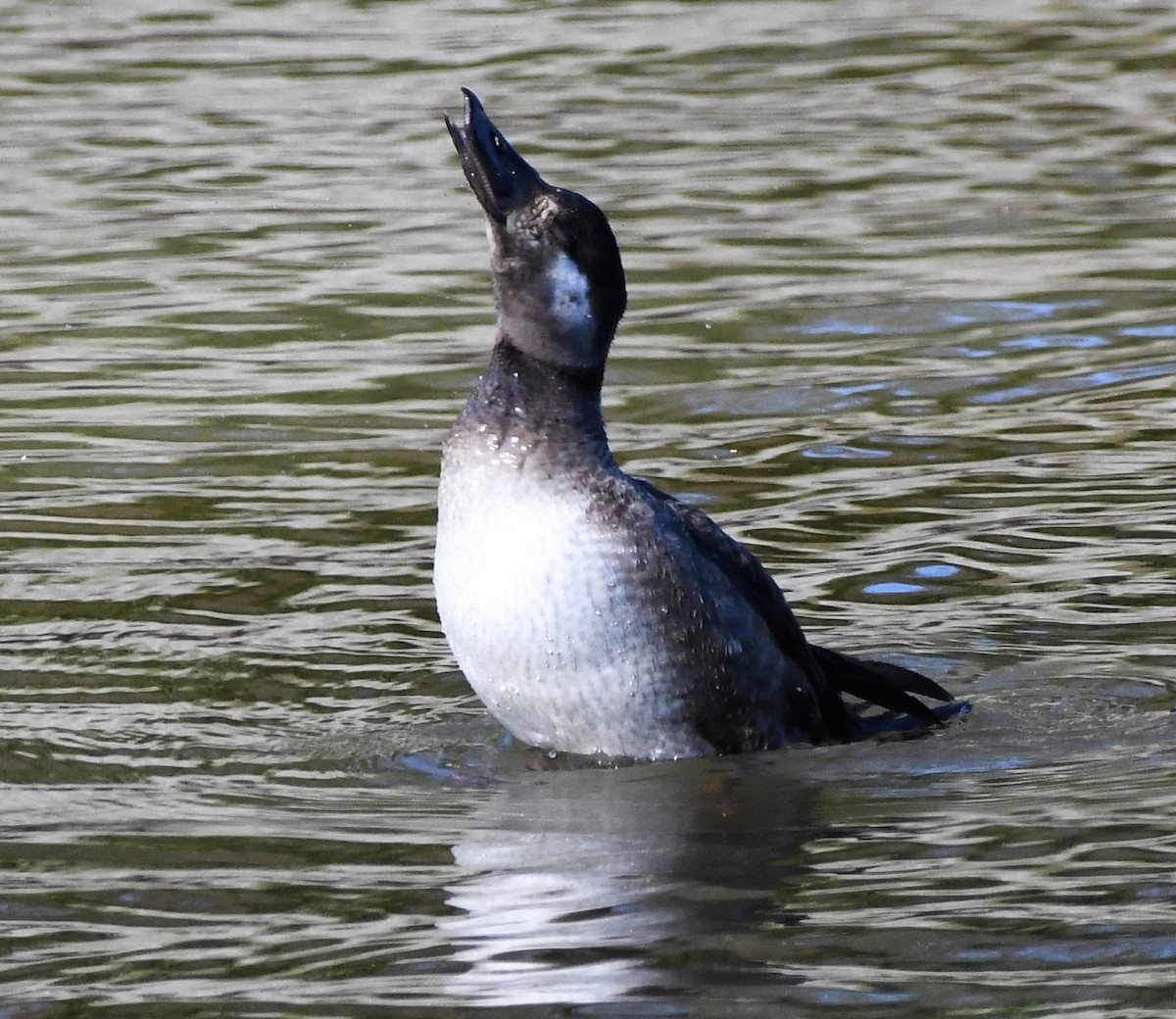 Surf Scoter - ML408894911