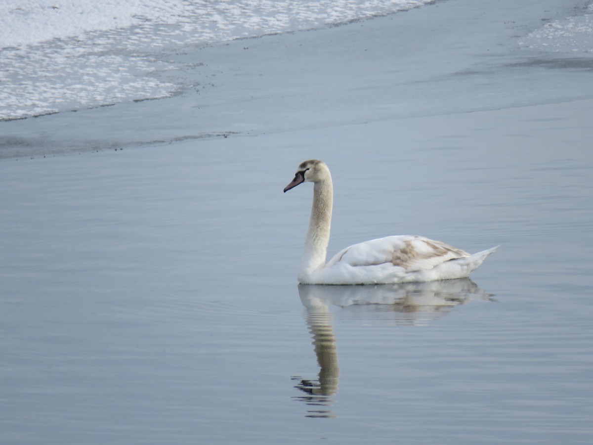 waterfowl sp. - ML408895011