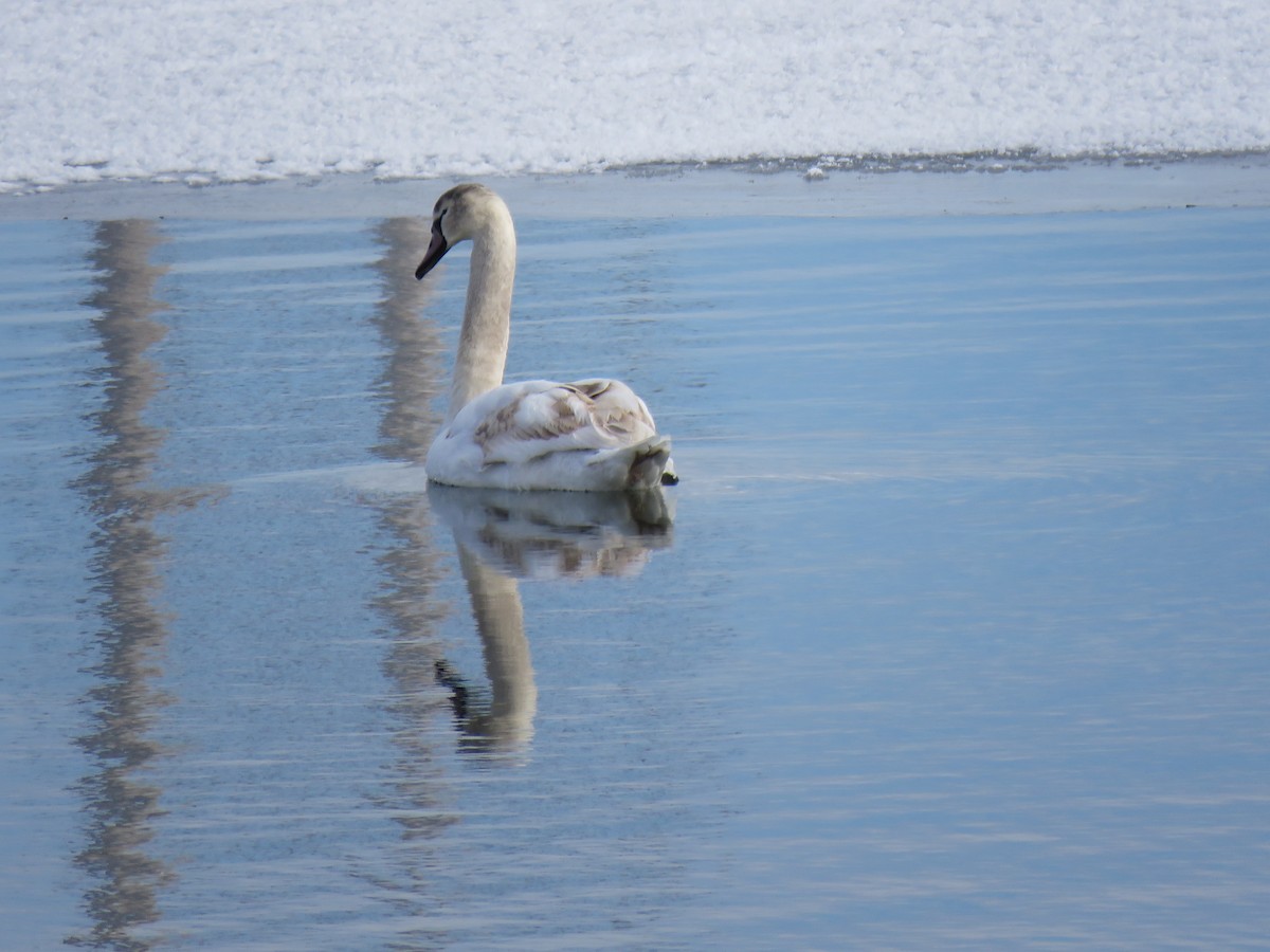 waterfowl sp. - ML408895131