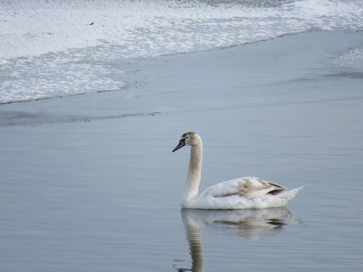 waterfowl sp. - ML408895141