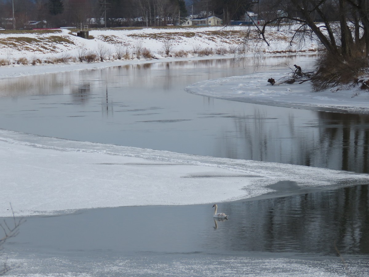 waterfowl sp. - ML408895211