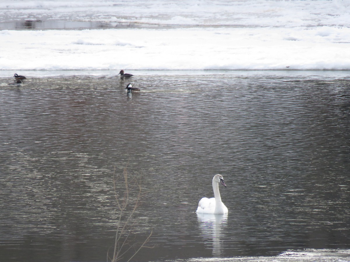 waterfowl sp. - ML408895241