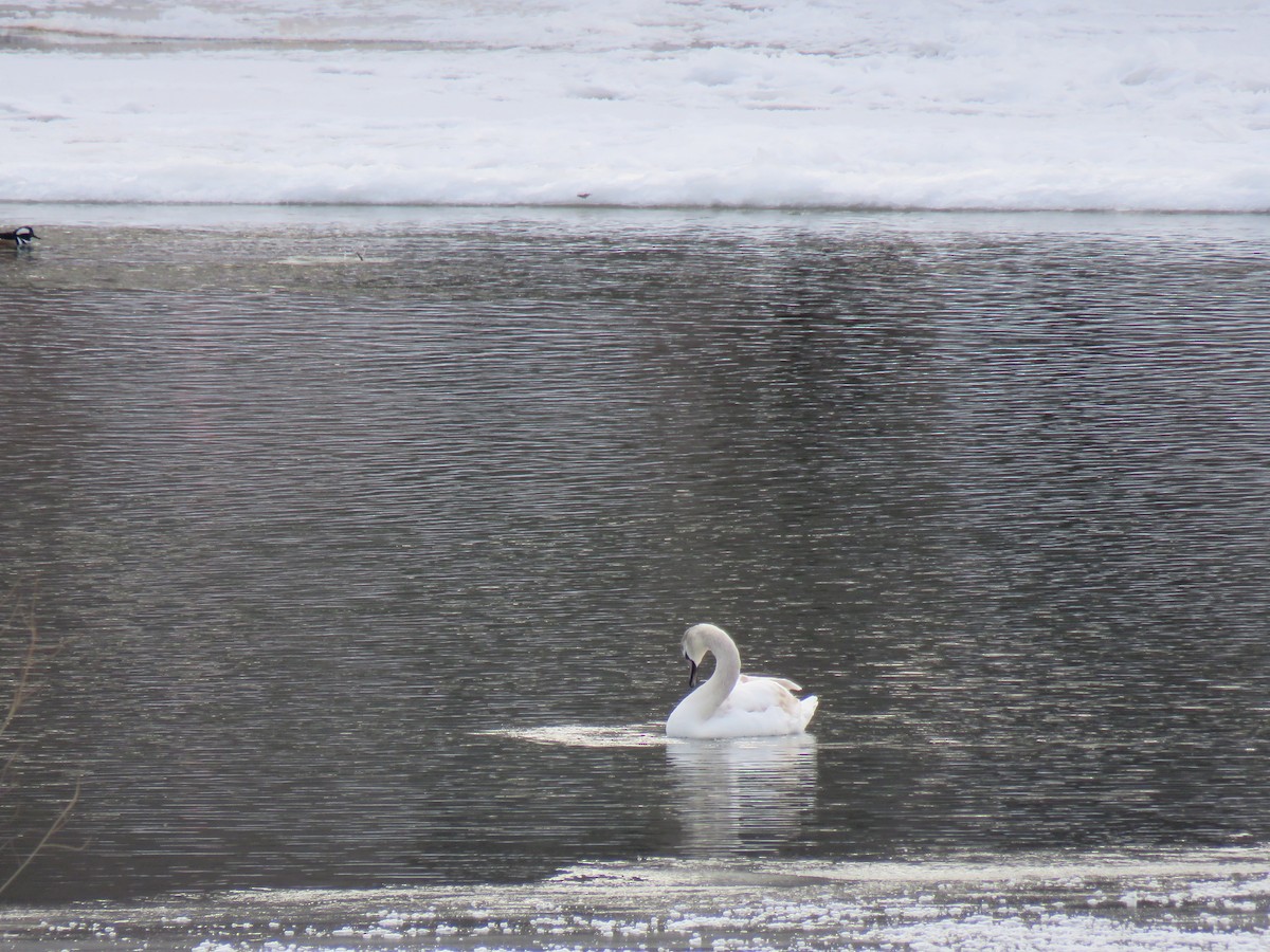 waterfowl sp. - ML408895251