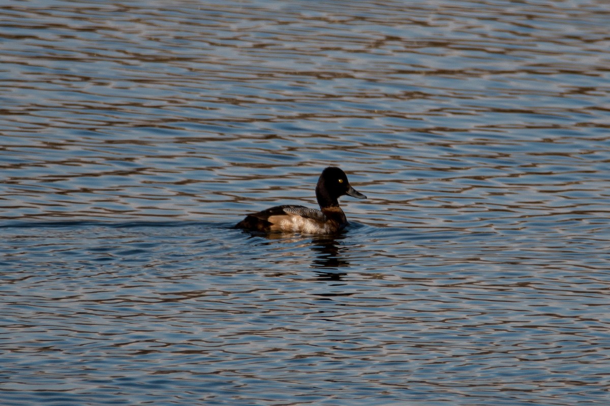 Lesser Scaup - ML408896501