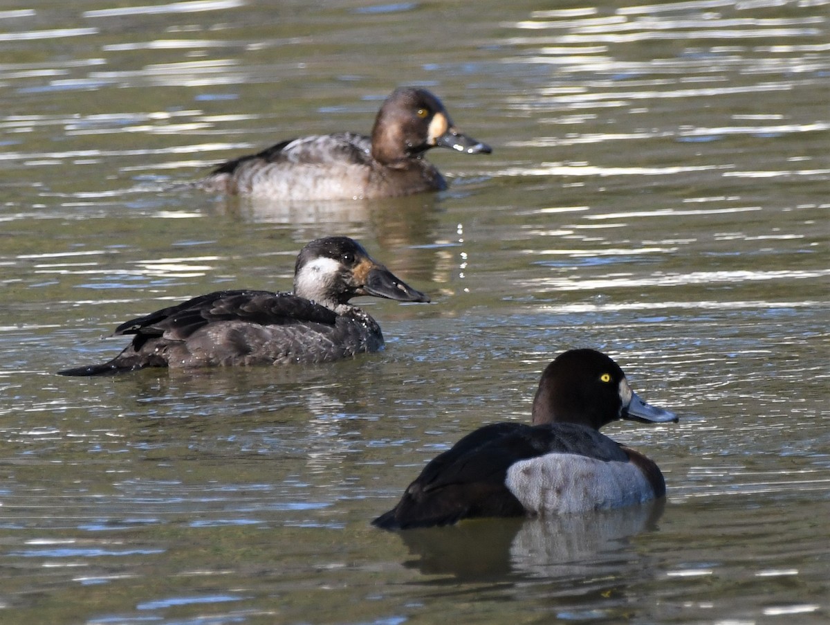 Surf Scoter - ML408896791