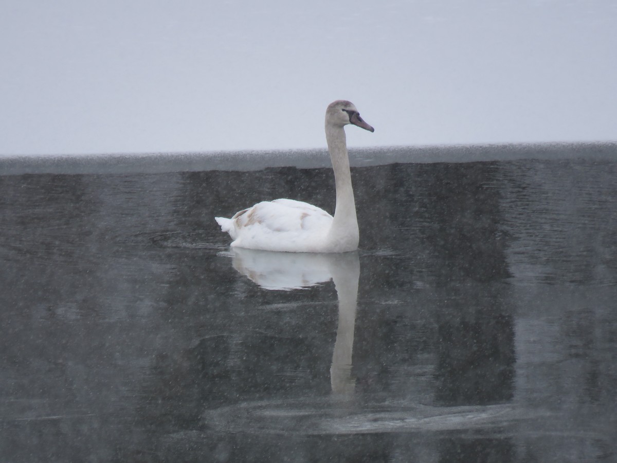 waterfowl sp. - ML408897451