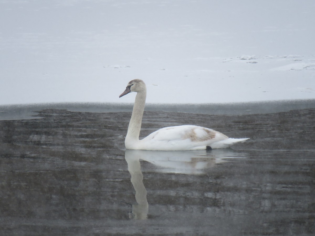 waterfowl sp. - ML408897481