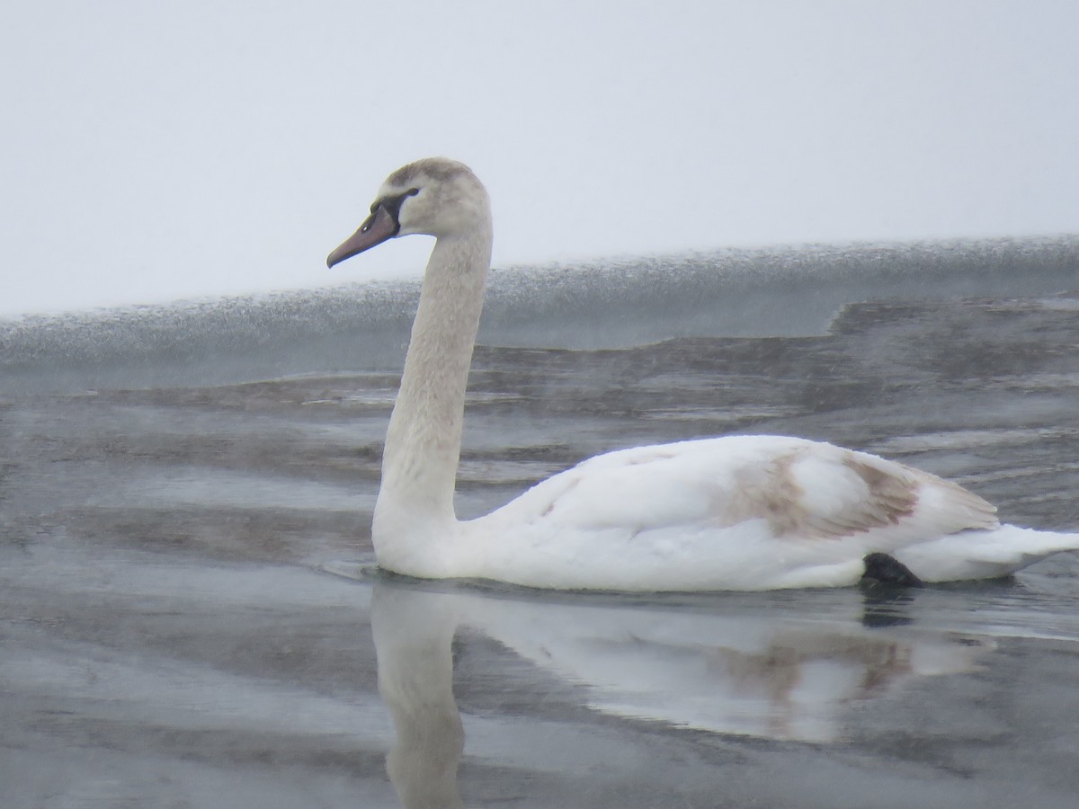 waterfowl sp. - ML408897501