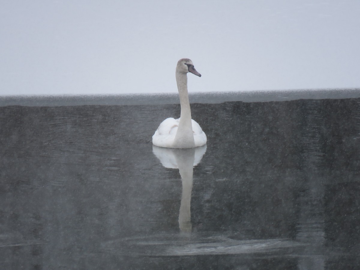 waterfowl sp. - ML408897521