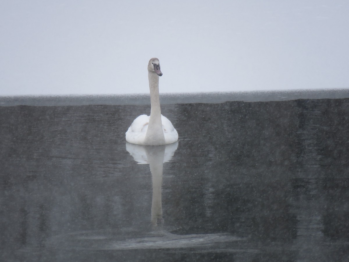 waterfowl sp. - ML408897531