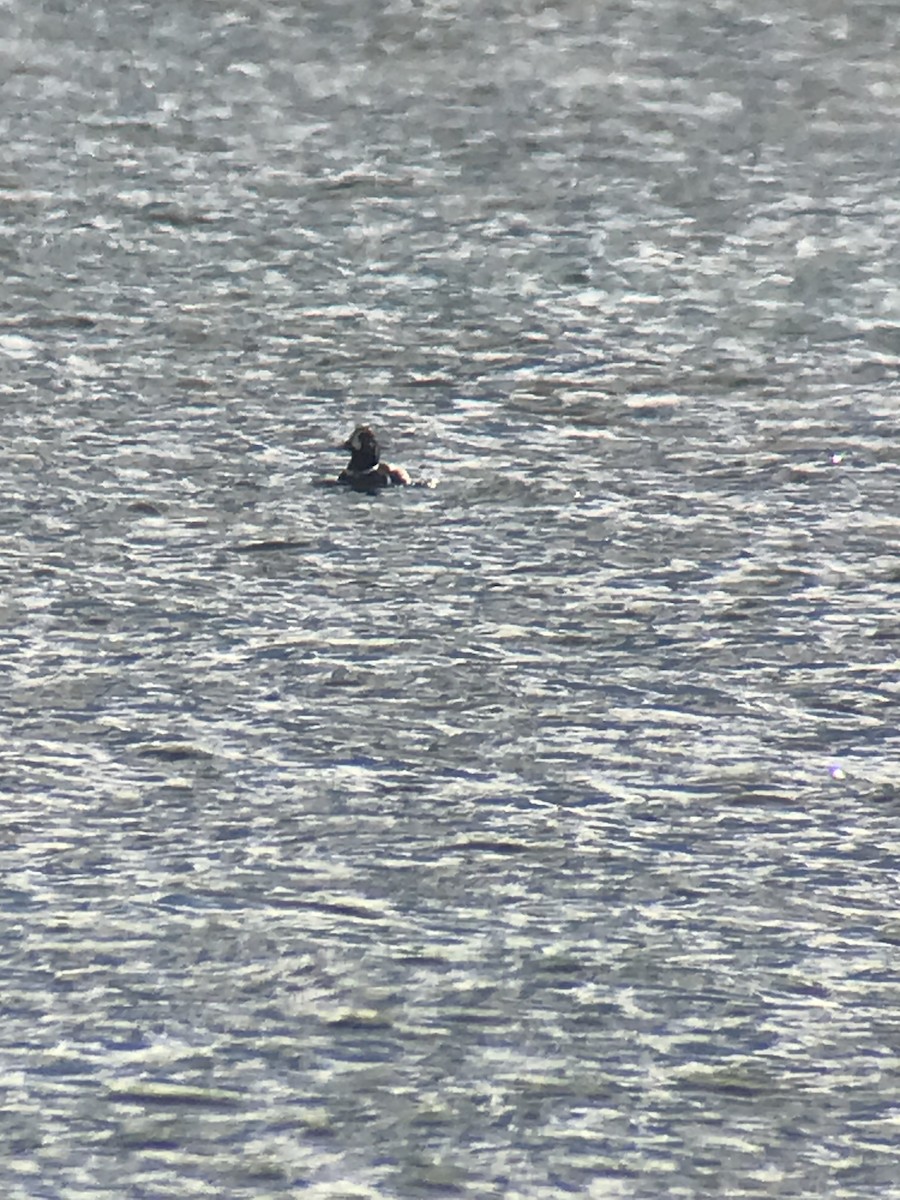 Harlequin Duck - ML408898321