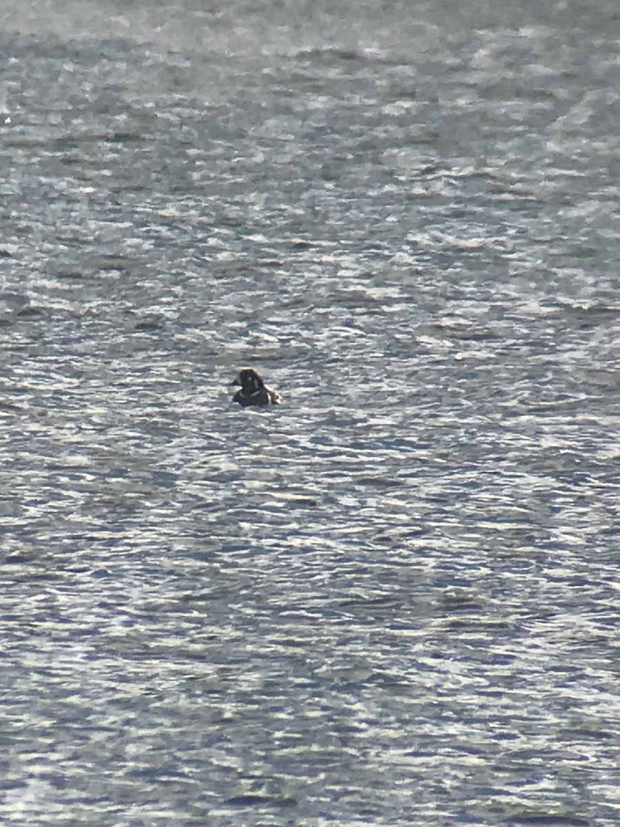 Harlequin Duck - ML408898341