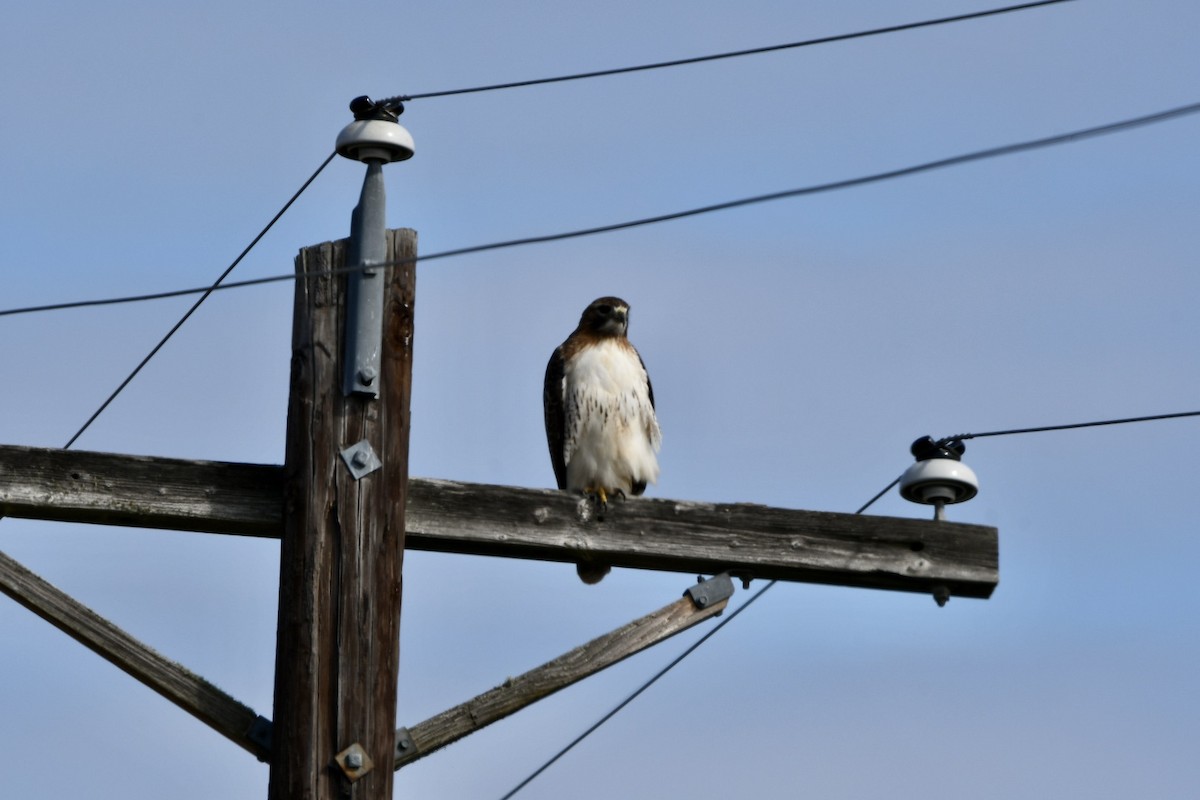 Red-tailed Hawk - Brandy Falise