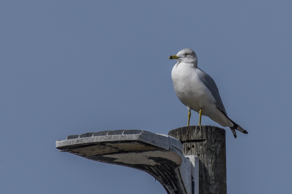 Ring-billed Gull - ML408898671