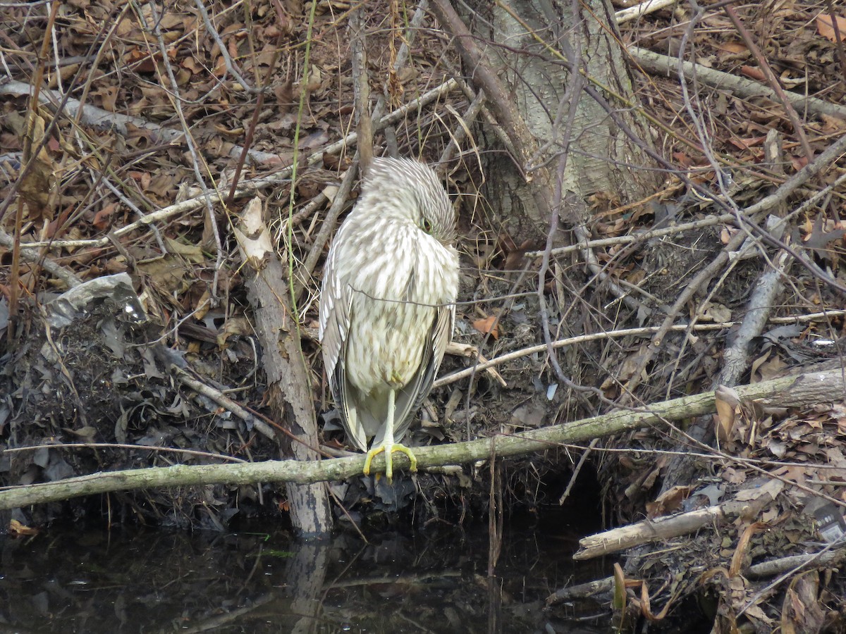 Black-crowned Night Heron - Steve Bicker