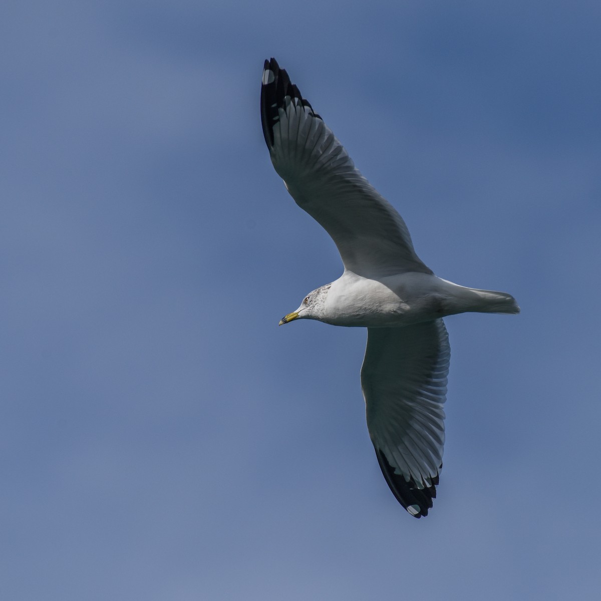 Ring-billed Gull - ML408898871