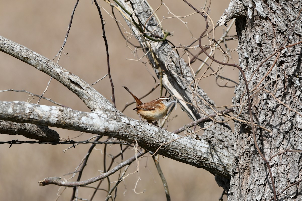 Carolina Wren - Brandy Falise