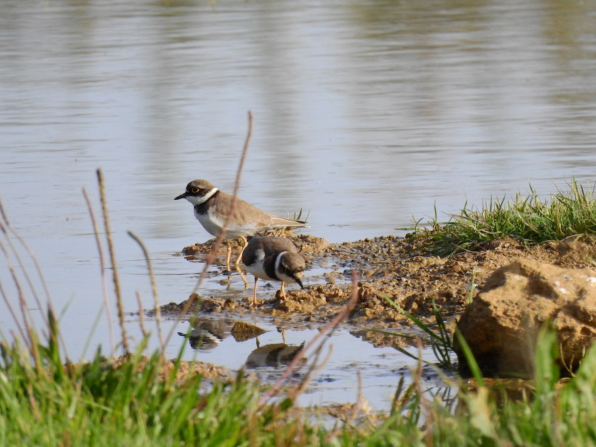 Little Ringed Plover - ML408900081