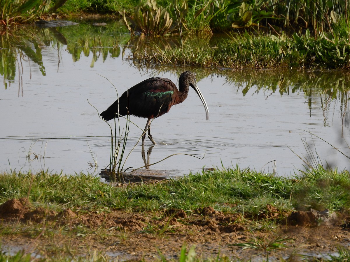 Glossy Ibis - ML408900611