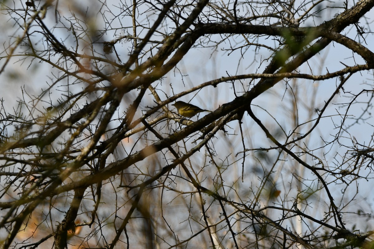 White-eyed Vireo - Brandy Falise