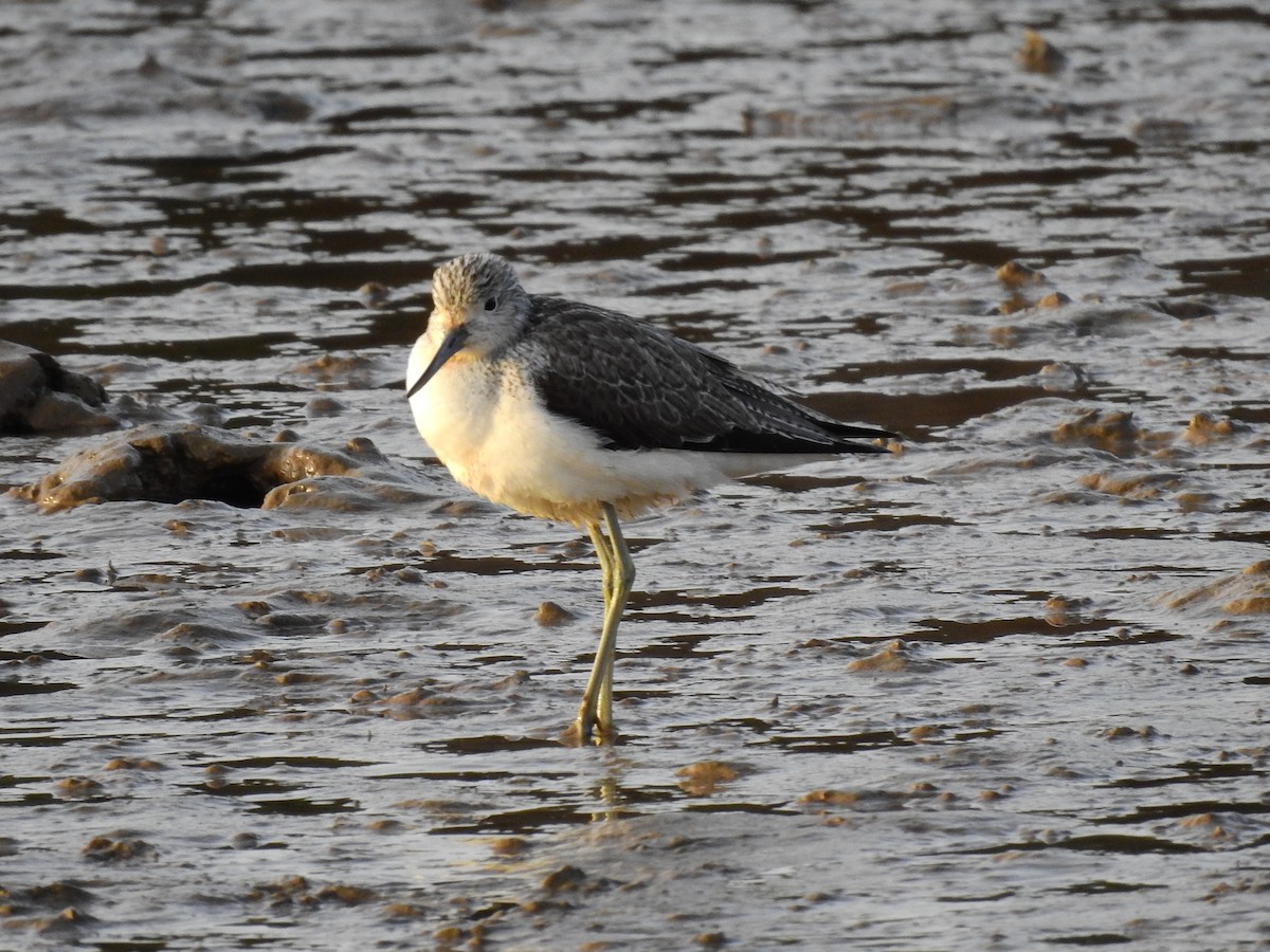 Common Greenshank - ML408901031