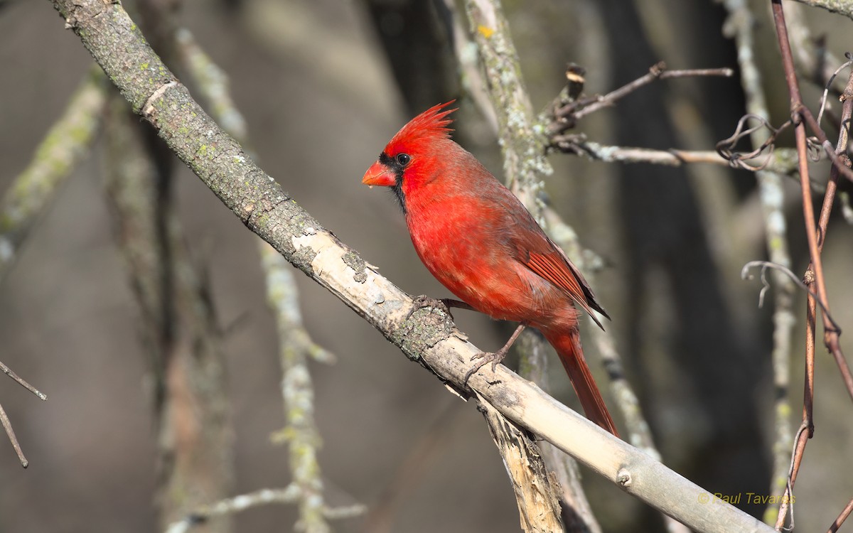 Northern Cardinal - Paul Tavares