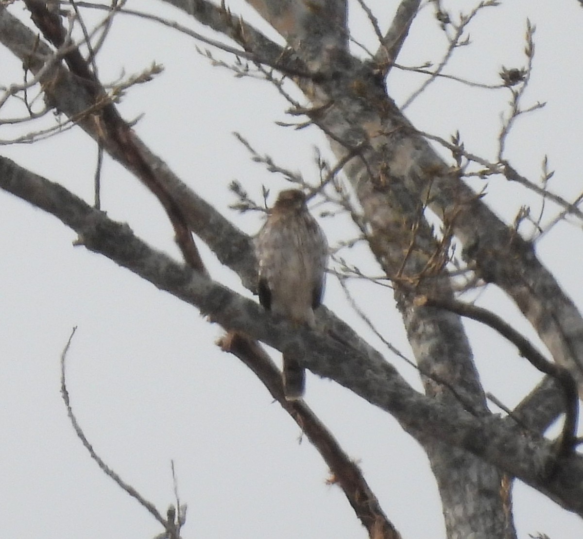 Cooper's Hawk - ML408902751