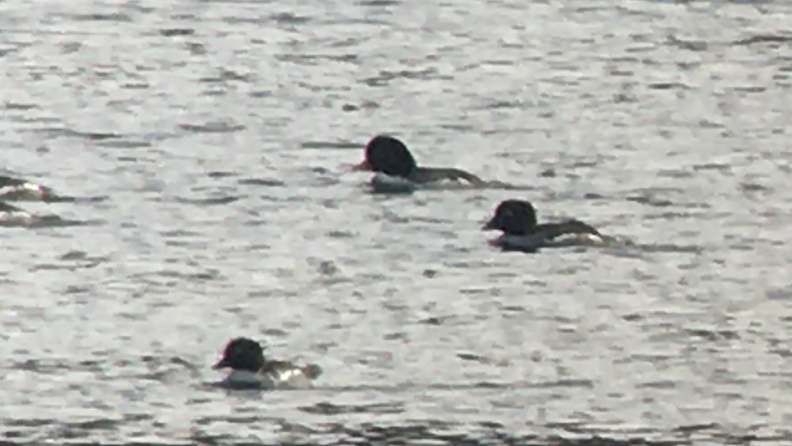 Barrow's Goldeneye - ML408903011