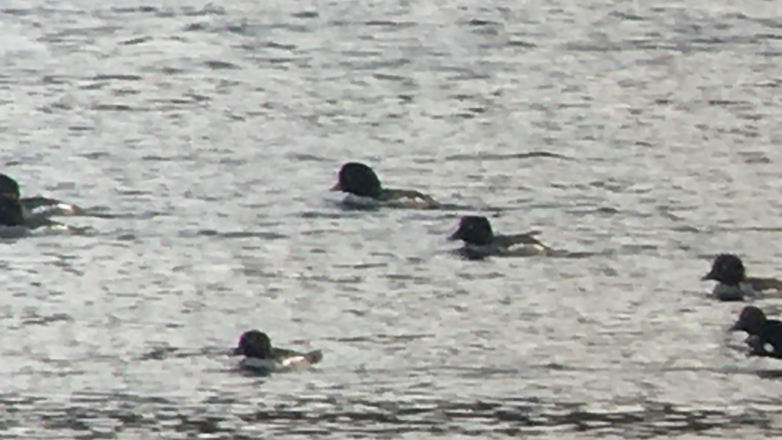 Barrow's Goldeneye - ML408903021