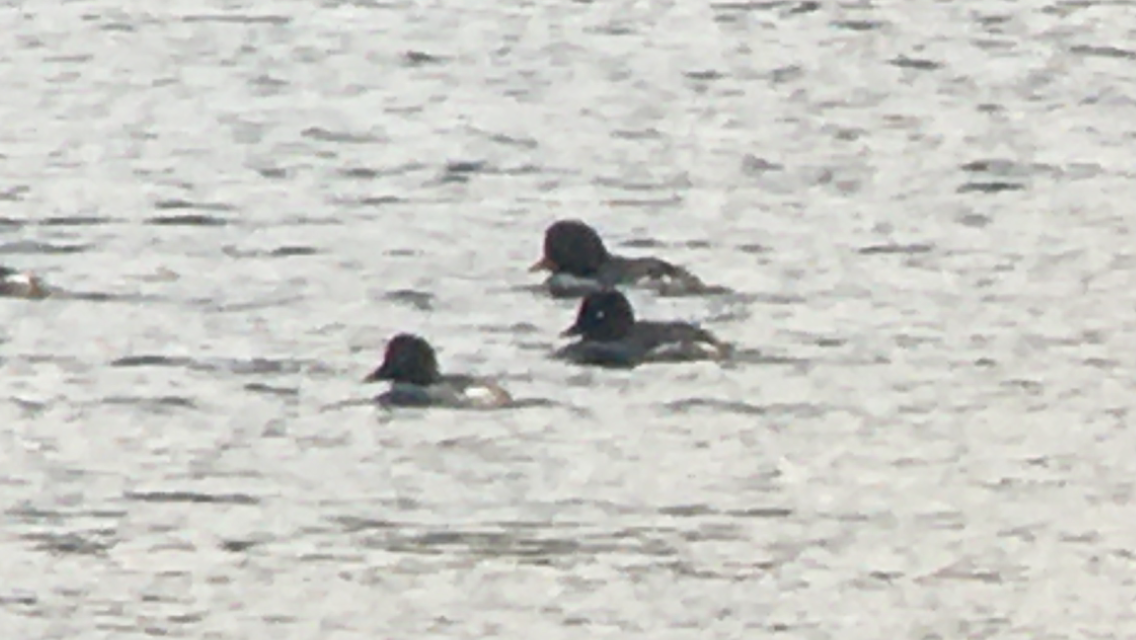Barrow's Goldeneye - ML408903061