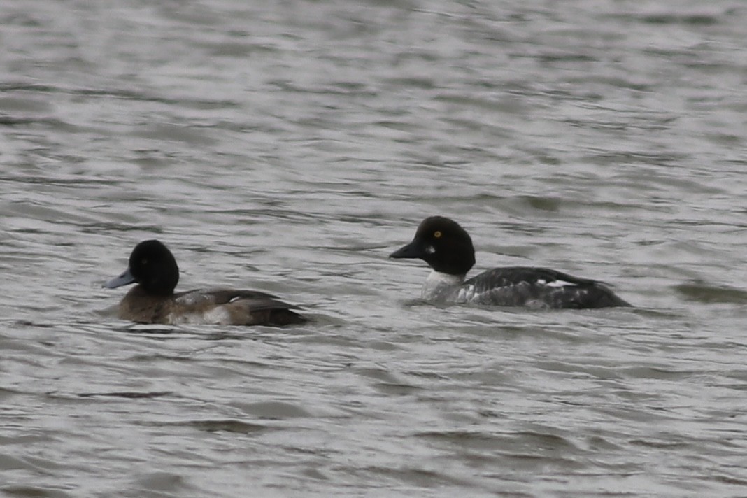 Common Goldeneye - David Cole