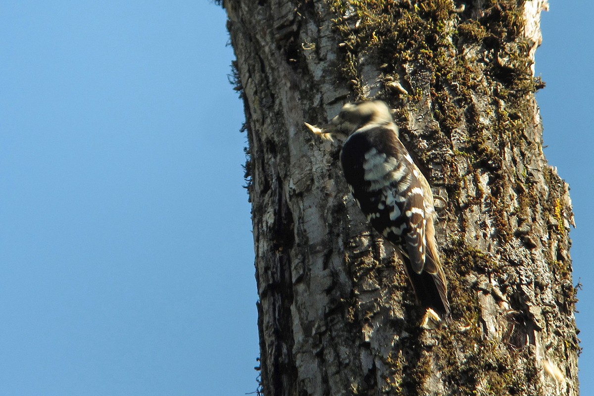 Gray-capped Pygmy Woodpecker - ML408903661