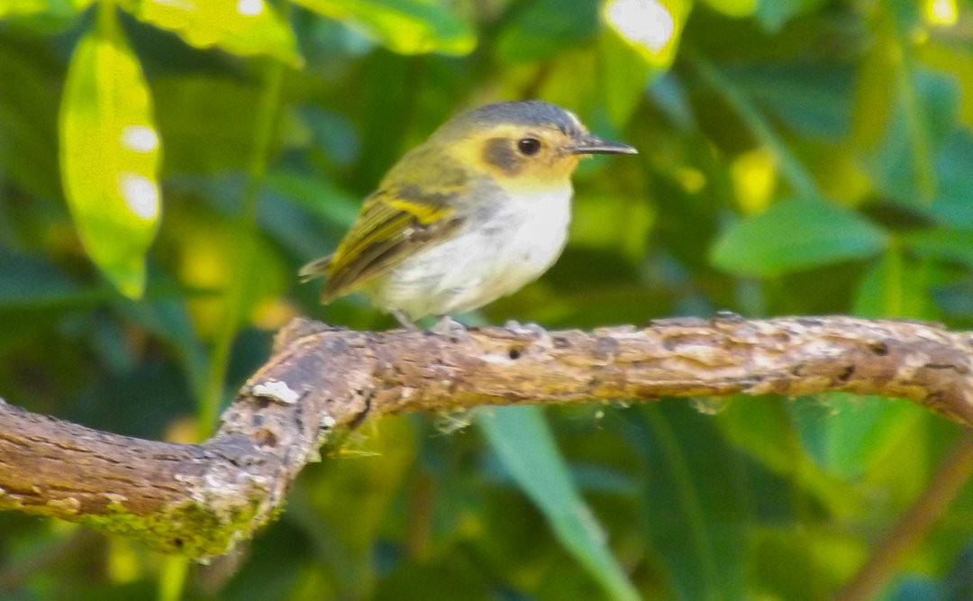 Ochre-faced Tody-Flycatcher - ML408904361