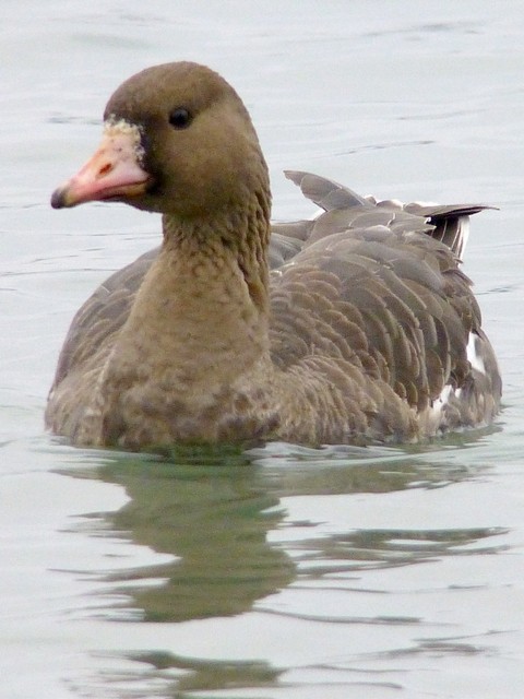 Greater White-fronted Goose - bernard sonnerat