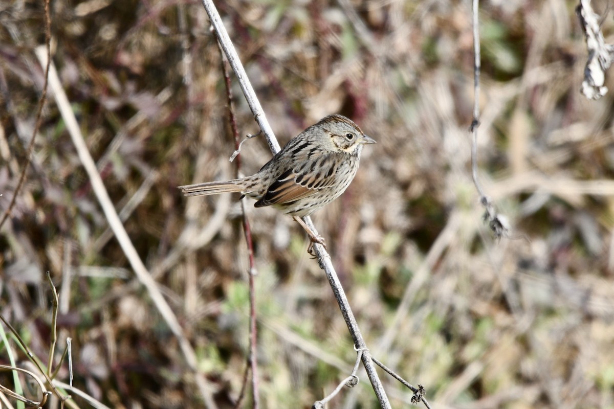 Lincoln's Sparrow - Brandy Falise